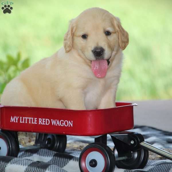 Buster, Golden Retriever Puppy